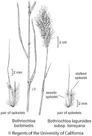 Image result for Bothriocline