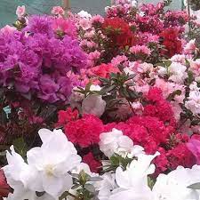 Himalayan flower nursery have been bringing the community quality flowers, bulbs, plants, trees, shrubs and other planting materials. Himalayan Flower Nursery Home Facebook