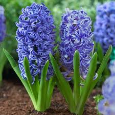 Die vögel kommen aus den warmen ländern zurück. Welche Fruhlingsblumen Bluhen Wann