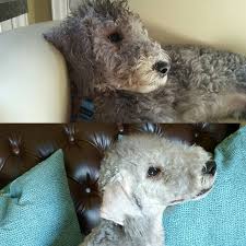 The bedlington terrier, named after the english town of bedlington, is a type of little, flexible pooches reared for in 1825, the name bedlington terrier was first alloted to joseph ainsley's puppy, piper. Diy Anleitung Lunchbag Aus Wachstuch Nahen Via Dawanda Com Bedlington Bedlington Puppy Crazy Dog