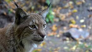 The first black cat is symbolic of the narrator's evil heart and there are many ways one can prove this. Lynx Spirit Animal Symbolism And Meaning