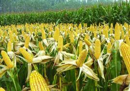 Download maize crop images and photos. Sa Bumper Harvest Allays Regional Maize Shortfalls Mpumalanga Guardian