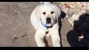 Use the following search parameters to narrow your results ** please refer to the subreddit rules listed in the sidebar of the new reddit design for the full list of rules that apply to /r/craigslist. Labrador Retriever Puppies For Sale Craigslist Online Shopping