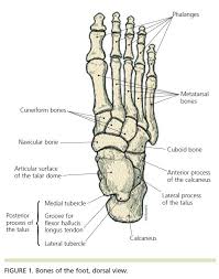 Bone diagram make the pyp happen in the class. When An Ankle Sprain Is Not Just An Ankle Sprain Man Down