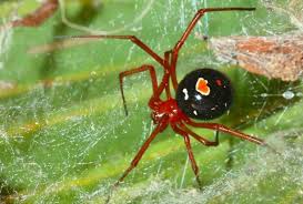 Iggy azalea] this twisted cat and mouse game always starts the same first we're both. The 11 Most Common And Deadly Spiders In The U S Red Widow Spider Red And Black Spider Spider Species