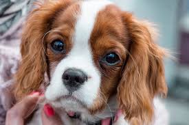 Dogs with lymphoma that get only prednisone medication can live between two and 12 weeks, depending on how widespread the cancerous cells are. Long Term Use Of Prednisone In Pets