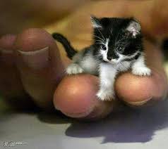 Dunyanin En Kucuk Kedisiymis 2 Yasindaymis Cute Kittens Kediler Ve Yavrulari Sevimli Hayvan Yavrulari