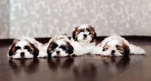 This is a fan page for shih tzu dog lovers. Shih Tzu Names Adorable To Awesome Ideas For Naming Your Puppy