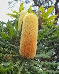 Image result for Rungia grandis