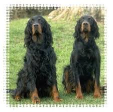 The gordon setter is also regarded as a good watchdog as well as guard dog. Setter Puppies Animals Gordon Setter