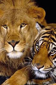Oar King Of The Jungle Pet Tiger Wild Animal Wallpaper Wild Cats
