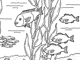 Search through 52739 colorings, dot to dots, tutorials and silhouettes. Coloring Pages At The Monterey Bay Aquarium Animal Coloring Pages Coloring Pages Personalized Coloring Book