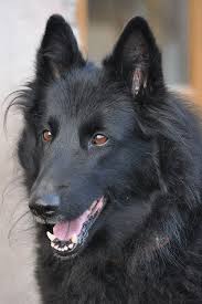 Big Black Brown White Dog Abbygail Du Clos Du Faubourg German Shepherd Colors Black German Shepherd Dog Belgian Shepherd