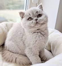 british shorthair cats in 2021 baby cats british shorthair cats cats