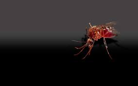 Lawn pest control in the fuquay varina area. Home Quick Kill Exterminators