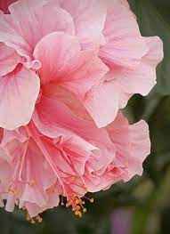 Double Pink Hibiscus Hibiscus Plant Amazing Flowers Hibiscus