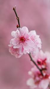 We have a massive amount of desktop and mobile backgrounds. Flower Wallpapers Top Free Flower Backgrounds Wallpaperaccess