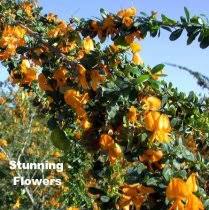 Image result for Brya