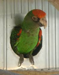 Perroquet de meyer youyou du sénégal conure dusky pionus à front blanc perruche de bourke. Perroquet A Calotte Rouge Wikipedia