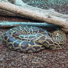 Munich Germany Munchen Deutschland Tierpark Hellabrunn Tigerpython Tigerpyton Burmese Python Animals Snake