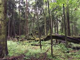 Go to belarus 100 лет назад. Ecotourismus De Der Letzte Urwald Europas Auf Der Suche Nach Wisenten Im Bialowieza Nationalpark