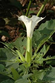 Image result for durman obecný květ