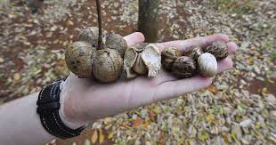 Kalau anda sedang cari idea, bolehlah cuba 25 jenis. Penanaman Pokok Pokok Getah Hevea Brasiliensis Yang Pertama Di Tanah Melayu Pekhabar