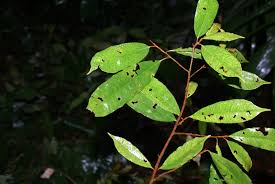 Image result for Crotonogynopsis australis
