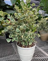 Image result for Ficus triangularis