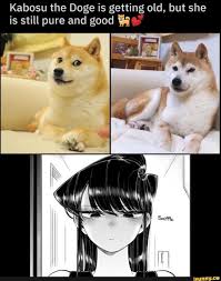Kabosu The Doge Is Getting Old But She Is Still Pure And Good H Ifunny Animal Memes Funny Relatable Memes Anime Funny