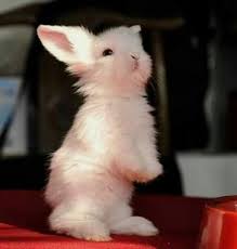 Sequel To The Indominus Rex And A Girl I Recommend To Read It Before Fanfiction Fanfiction Amreading Book Cute Baby Bunnies Cute Baby Animals Baby Animals