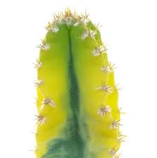 Image result for Senecio pachyrhizus