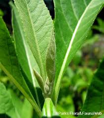 Image result for Vernonia amygdalina