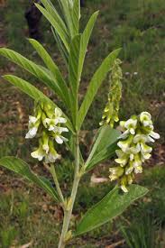 Image result for Eriosema