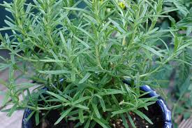 Maybe you would like to learn more about one of these? How To Overwinter Rosemary Growing Rosemary Indoors The Old Farmer S Almanac