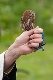 Little Owl Possibly Trained In Falconry Falconry Raptors Bird Birds Of Prey
