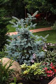 It's a beautiful tree, but we are losing it. How To Plant And Grow A Colorado Blue Spruce Tree Hgtv