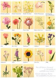Flowers play diverse role in human life representing a unique meaning. Flower Meanings List Of Flowers And Their Meanings Flower Meanings List Of Flowers Irish Flower