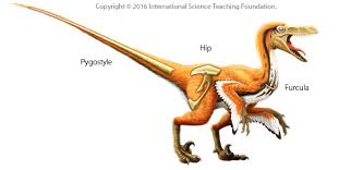 Know the similarities exist between birds and dinosaurs. Birds Are Living Dinosaurs Science Teaching
