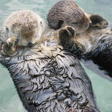 Sea Otters Hold Hands While They Re Sleeping Sea Otter Sea Otters Holding Hands Otters