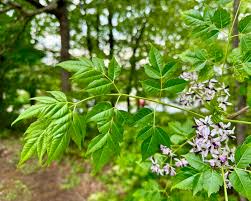 Image result for Melia azedarach