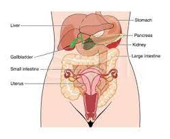 Check spelling or type a new query. Pin On Endometriosis Pelvic Pain Blog