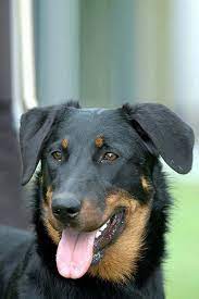 beauceron dog breed information dog breeds sheep dog puppy beauceron