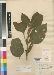 Image result for Achyrospermum laterale