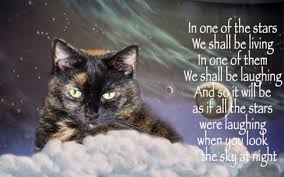 Prayer in memory of a pet. What To Expect When You Re Grieving The Loss Of A Cat The Conscious Cat