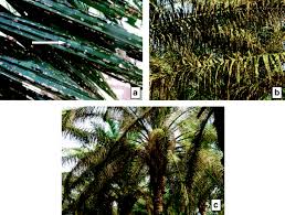 When we want anything very much our dreams come true. Life History Phenology Host Range And Natural Enemies Of Acria Meyricki Shashank And Ramamurthy Lepidoptera Depressariidae An Emerging Defoliator Of Oil Palm Elaeis Guineenis Jacq In India Springerlink