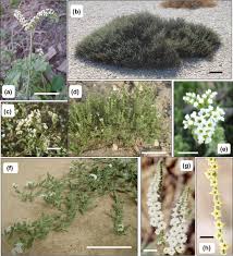 Image result for Heliotropium zeylanicum