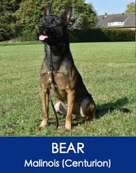 Bear Malanwa Family Protection Dog K9 For Sale Family Protection Dogs Dogs For Sale Dogs