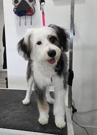 239)475-3877 CALL OR TEXT, 10$ off new clients bath services and full  grooms! Quiet Spa Environment! No cages- in and out service! We have  availability this week and next!💛🫧🐾🛁🐶