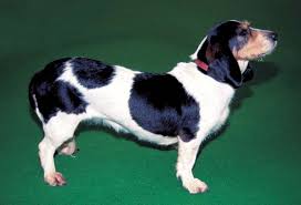 Image result for bernský honič